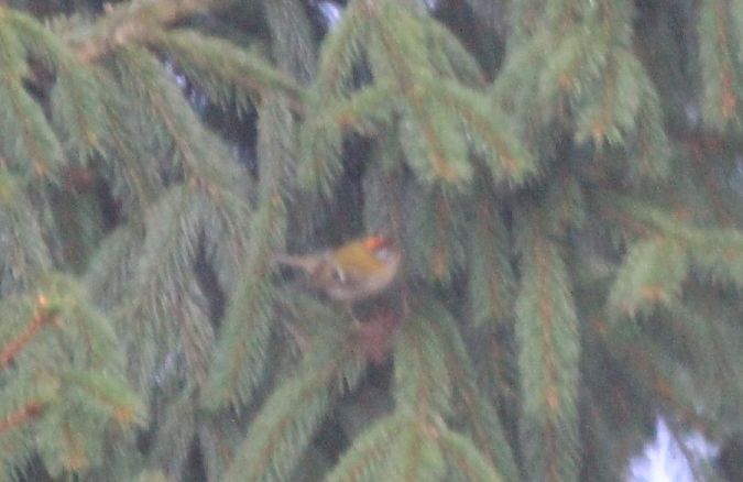 Roitelet à triple bandeau  - Rafał Walczybok