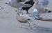 Hybrid European Herring x Glaucous Gull  - Grzegorz Neubauer
