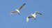 Caspian Gull 
