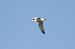 Caspian Gull 