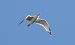 Caspian Gull 