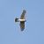 Eurasian Sparrowhawk 