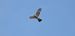 Eurasian Sparrowhawk 