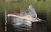 Höckerschwan 