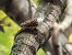 Short-toed Treecreeper 