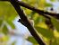 Short-toed Treecreeper 
