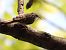 Short-toed Treecreeper 