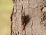 Short-toed Treecreeper 