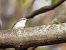 Short-toed Treecreeper 