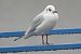 Lachmöwe  - Jarosław Słowikowski