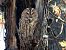 Tawny Owl  - Jarosław Słowikowski