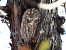 Tawny Owl  - Jarosław Słowikowski