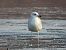 mewa srebrzysta / białogłowa / romańska  - Jarosław Słowikowski