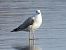 mewa białogłowa  - Jarosław Słowikowski
