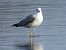 mewa białogłowa  - Jarosław Słowikowski