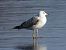 mewa białogłowa  - Jarosław Słowikowski