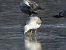 mewa białogłowa  - Jarosław Słowikowski
