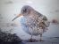 Purple Sandpiper  - Piotr Janowicz