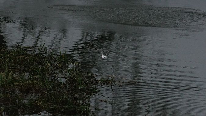 rybitwa czubata  - Roman Grzebiński