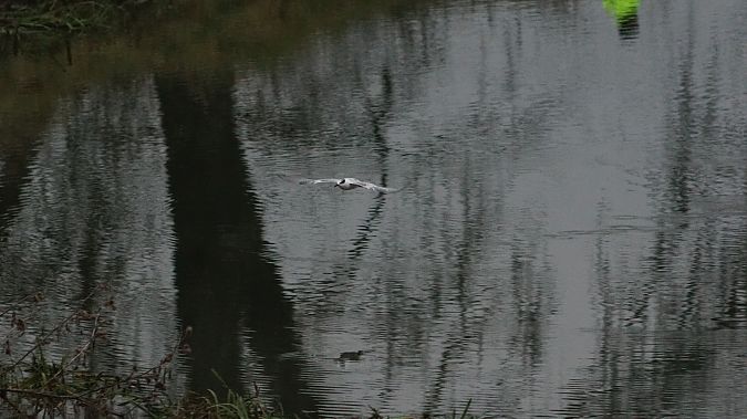 Sterne caugek  - Roman Grzebiński