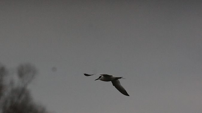 Brandseeschwalbe  - Roman Grzebiński