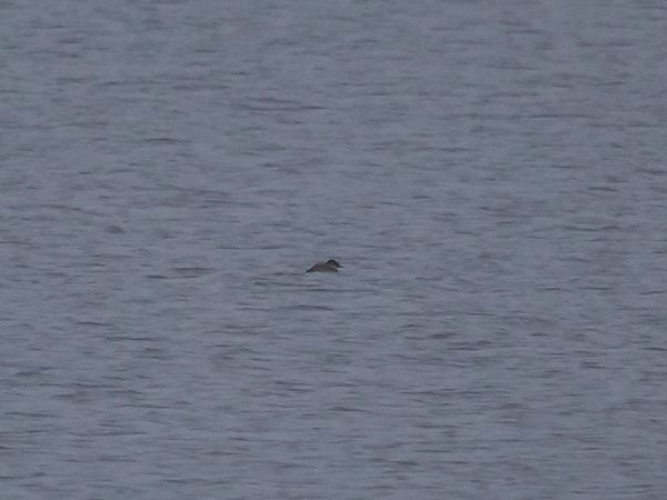 sterniczka  - Magdalena Niedziałek