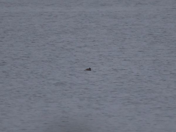 sterniczka  - Magdalena Niedziałek