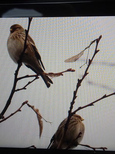 rzepołuch  - Bogusław Popiołek