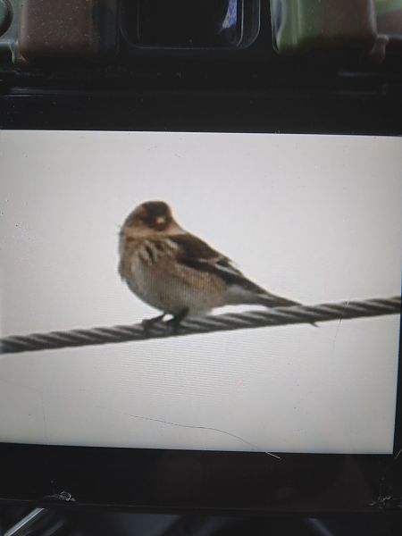 rzepołuch  - Bogusław Popiołek