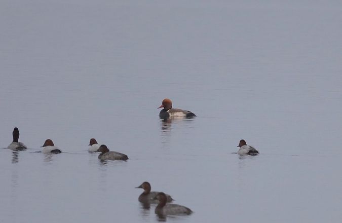 hełmiatka  - Sławomir Mielczarek