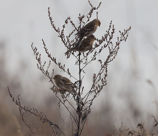 rzepołuch  - Sławomir Mielczarek