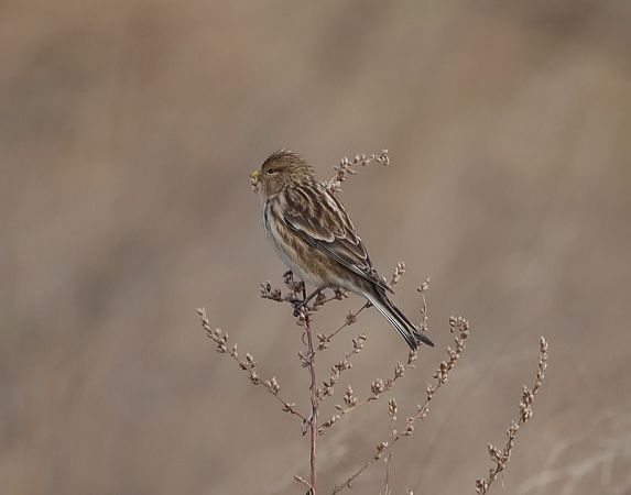Linotte à bec jaune  - Sławomir Mielczarek