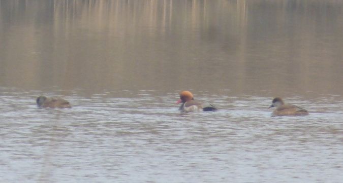 Red-crested Pochard  - Mariusz Rojek