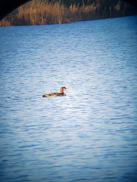 Eistaucher  - Jacek Duży