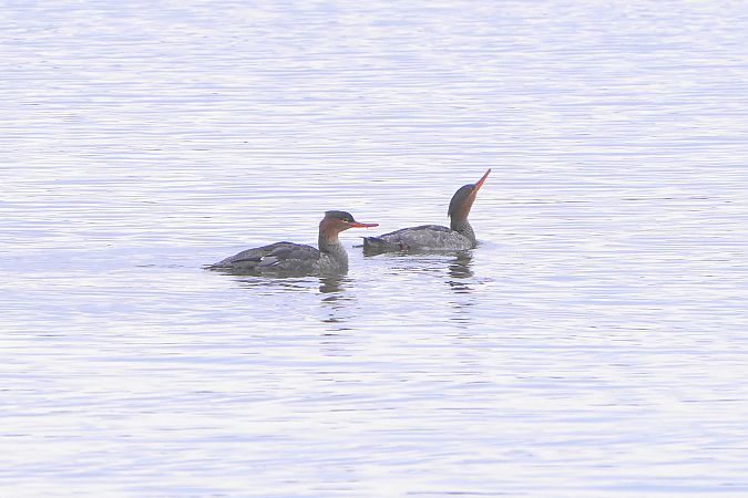 Red-breasted Merganser  - Paweł Maciszkiewicz
