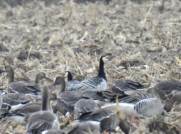 bernikla białolica  - Wójcik Jarosław