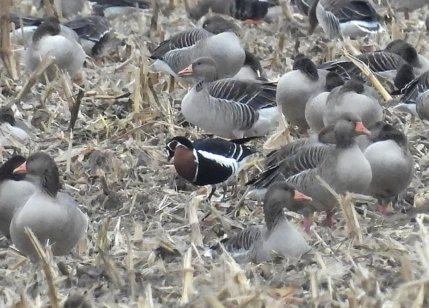 bernikla rdzawoszyja  - Wójcik Jarosław
