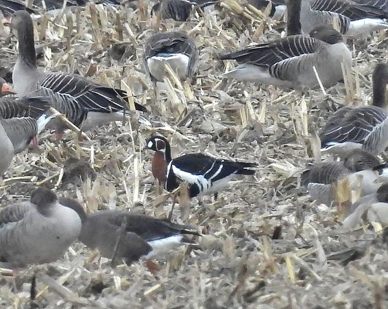 Bernache à cou roux  - Wójcik Jarosław