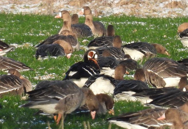Bernache à cou roux  - Wójcik Jarosław