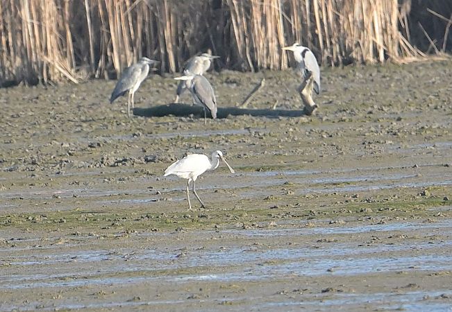 warzęcha  - Tomasz Pitrasz