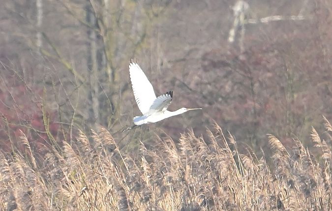 Spatule blanche  - Tomasz Pitrasz