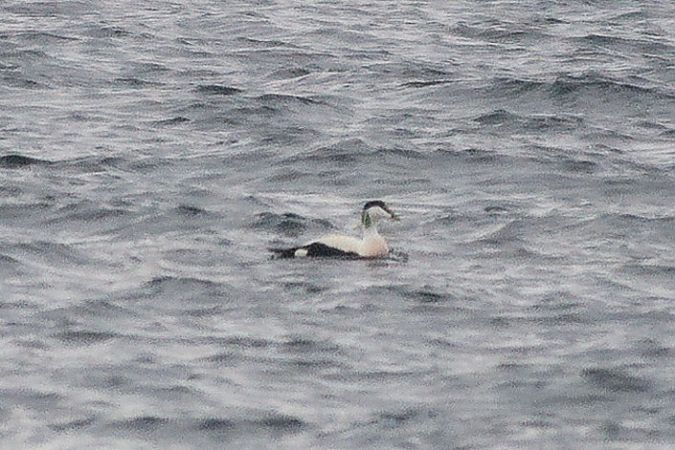 Eiderente  - Jan Dacko