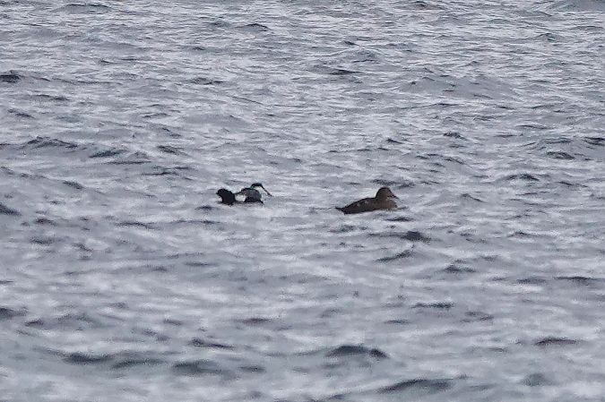 edredon  - Jan Dacko