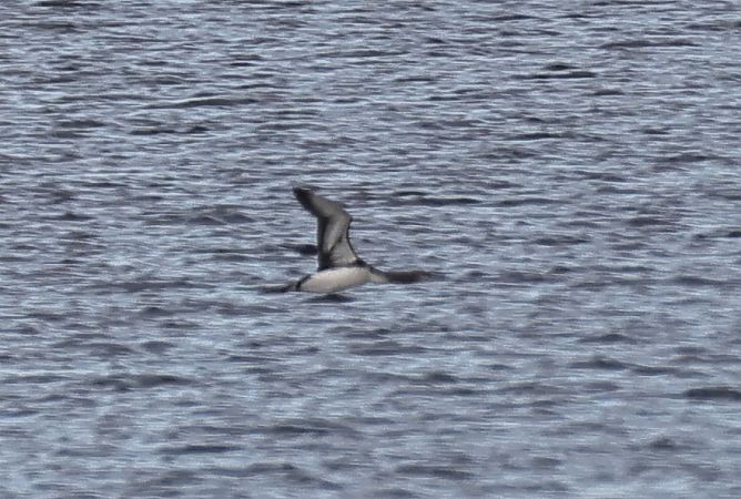 nur rdzawoszyi  - Robert Pach