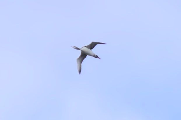 nur rdzawoszyi  - Robert Pach