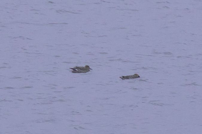 Canard pilet  - Robert Pach