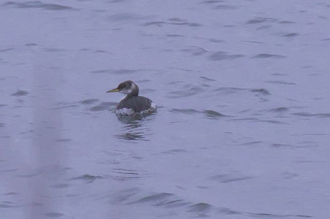 Grèbe jougris  - Robert Pach