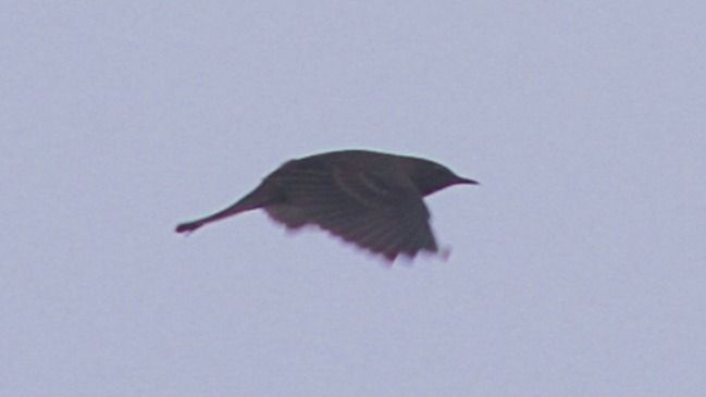 Water Pipit  - Grzegorz Kaczorowski