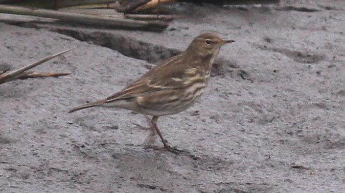 Bergpieper  - Grzegorz Kaczorowski