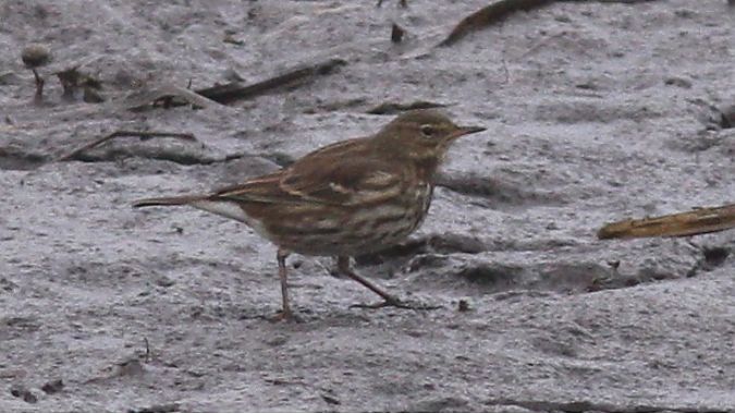 Pipit spioncelle  - Grzegorz Kaczorowski